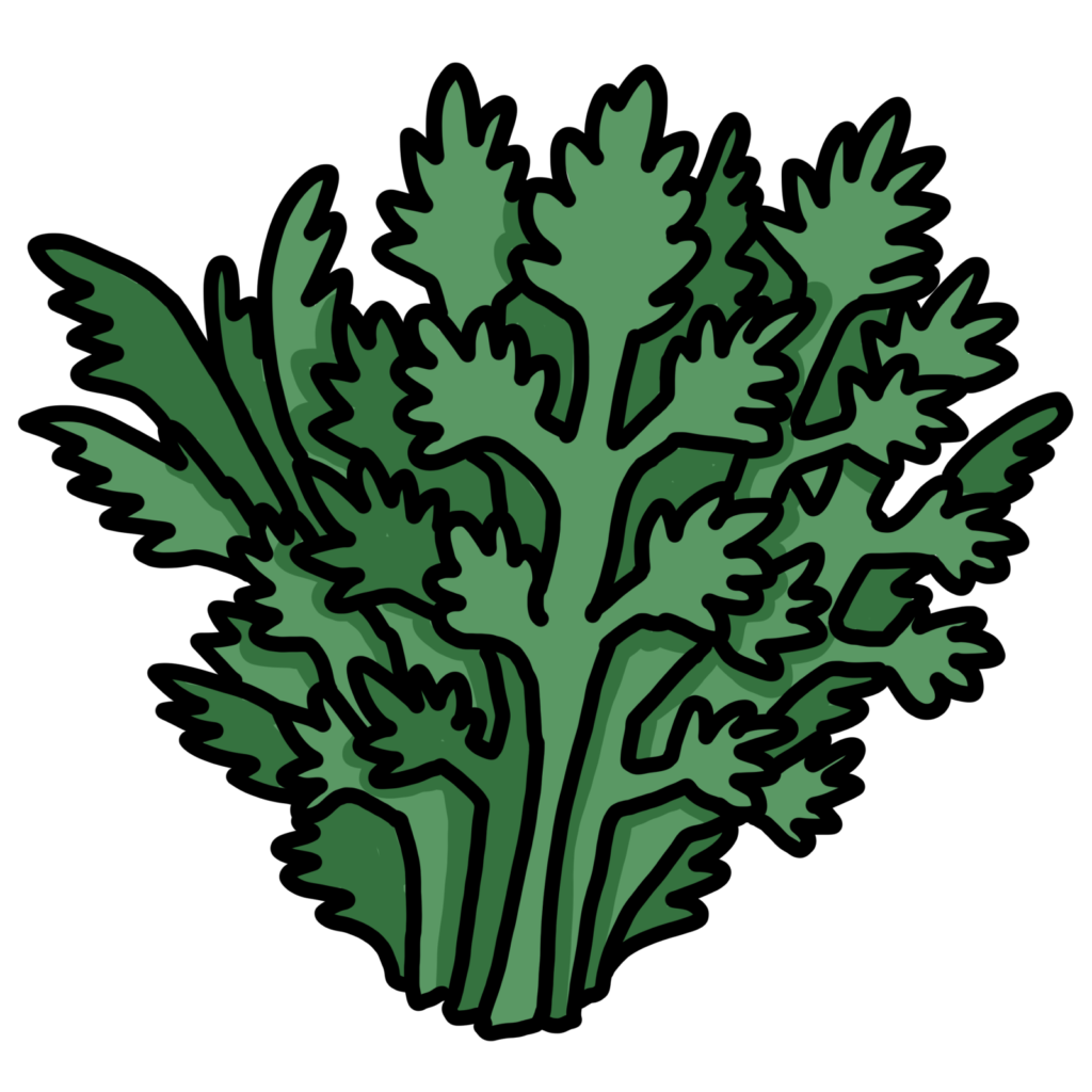 春菊-すき焼きの具材