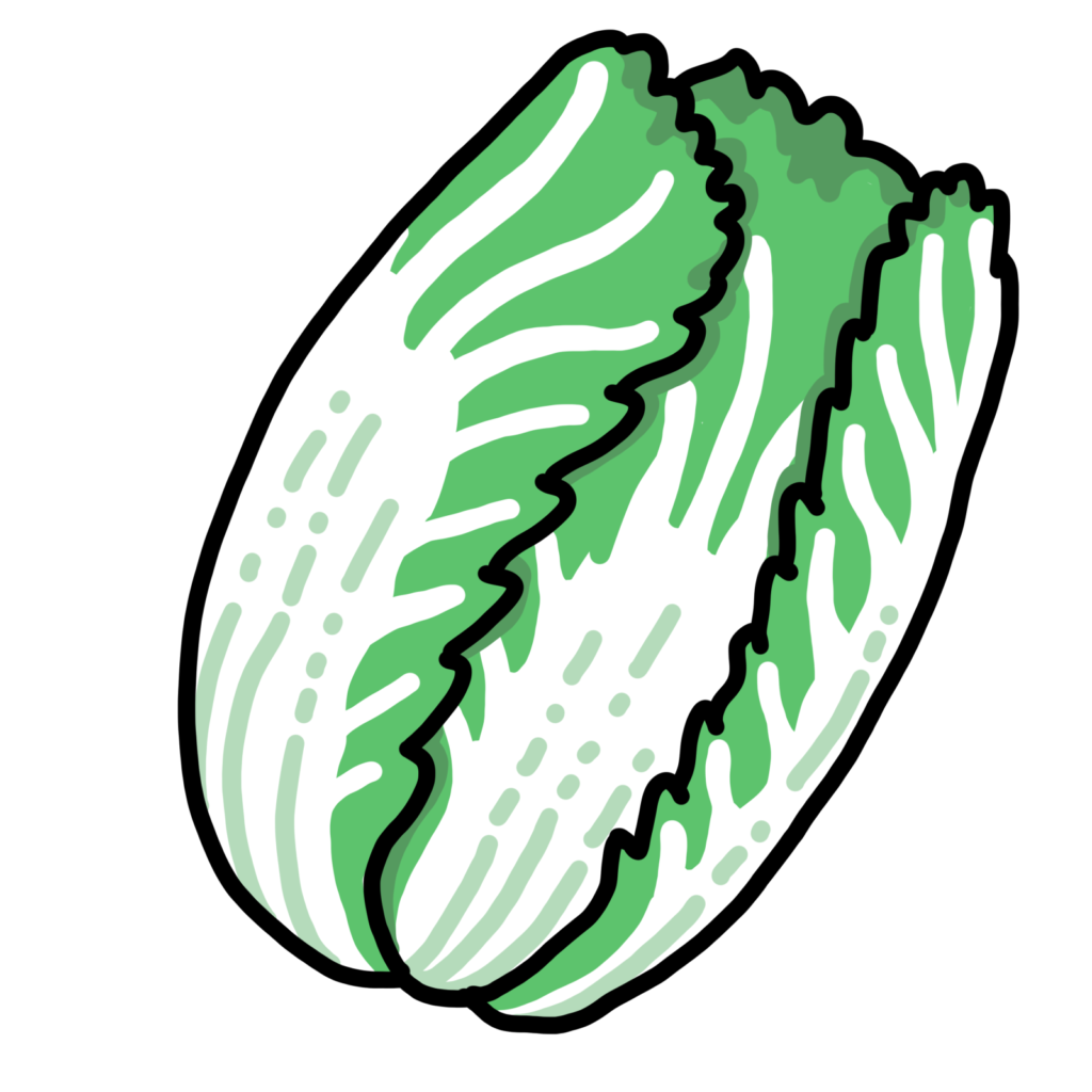 白菜-すき焼きの具材