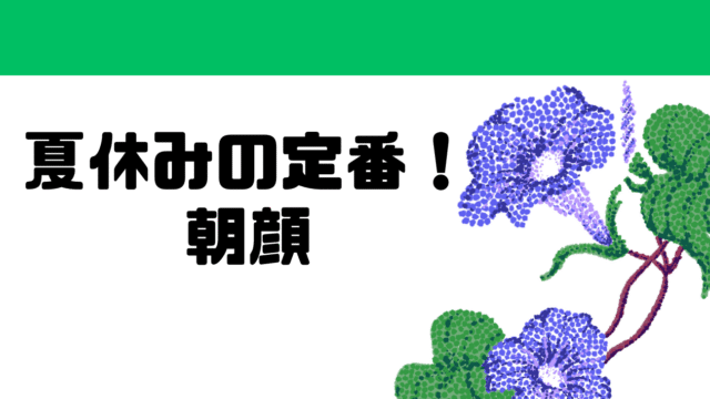 ＼夏休みの定番！朝顔／