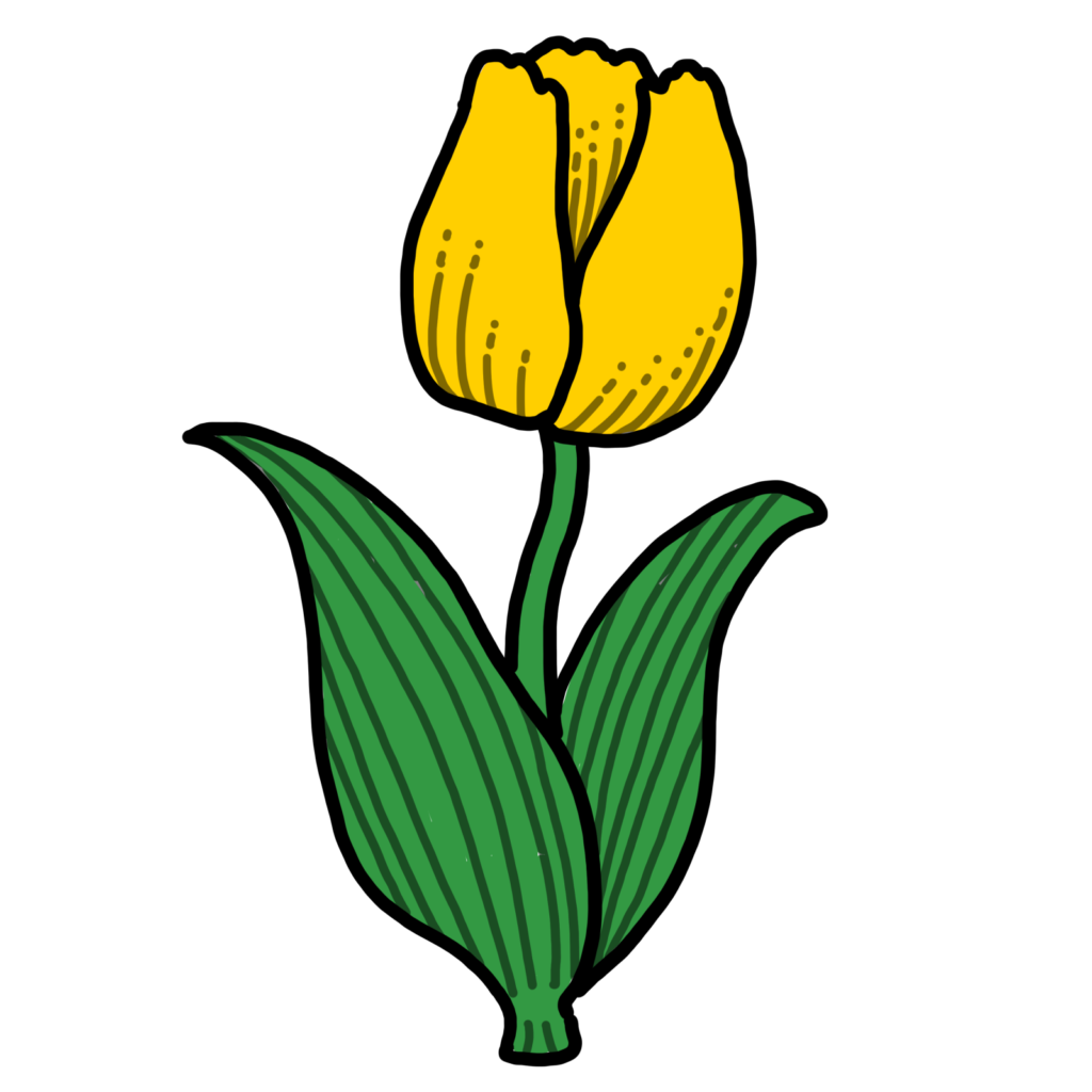 チューリップ-黄