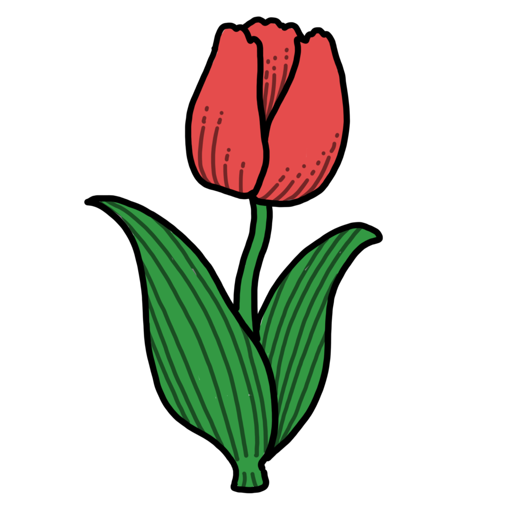 チューリップ-赤
