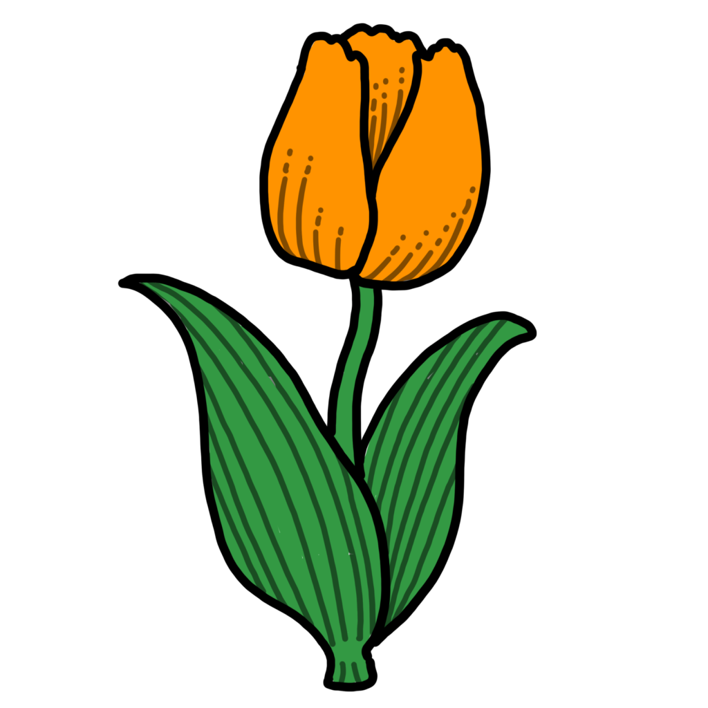 チューリップ−オレンジ