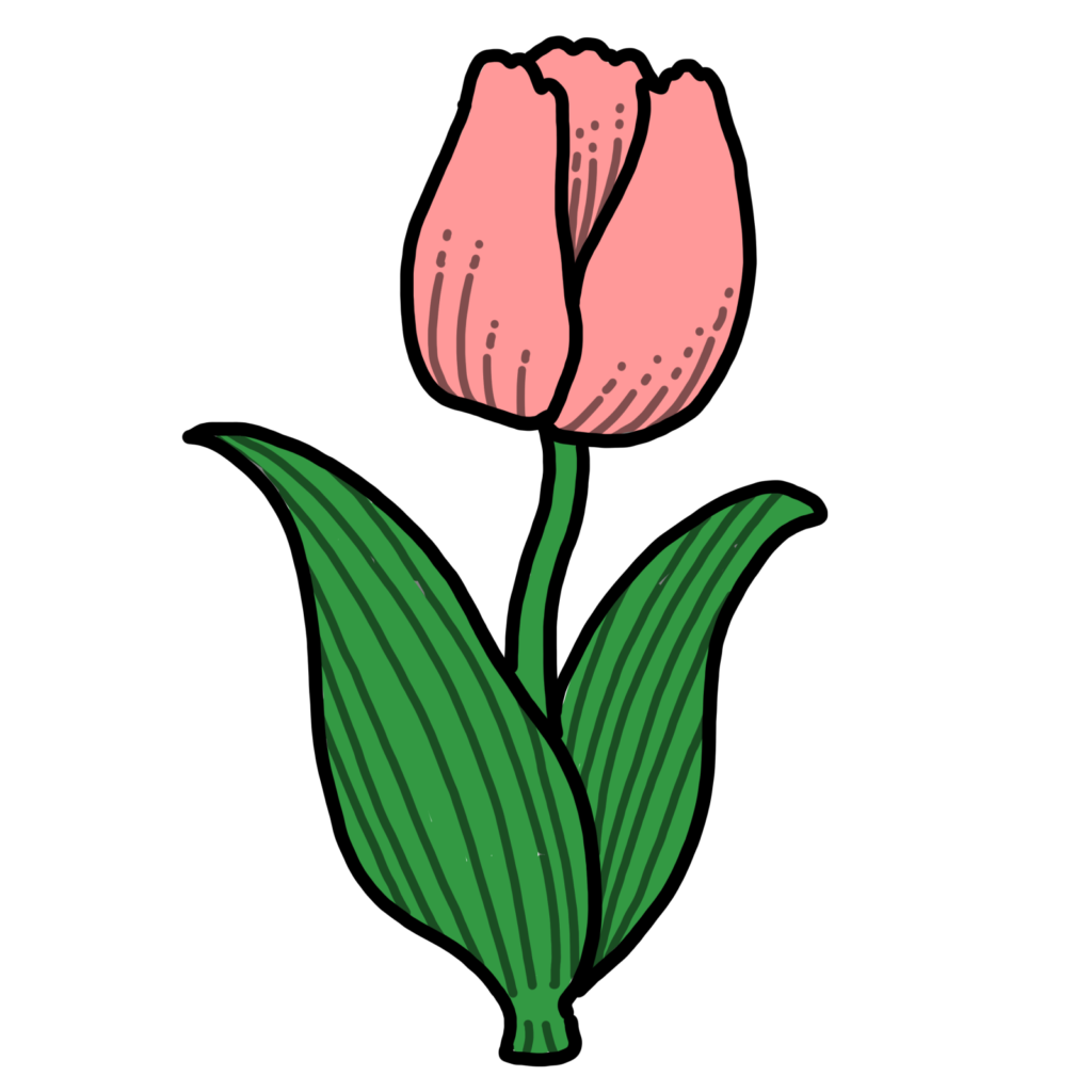 チューリップ−ピンク