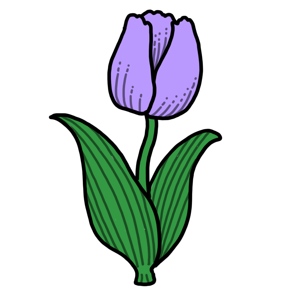 チューリップ−紫