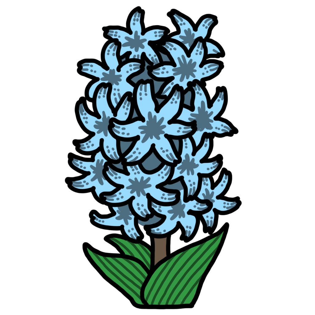 ヒヤシンス-水色