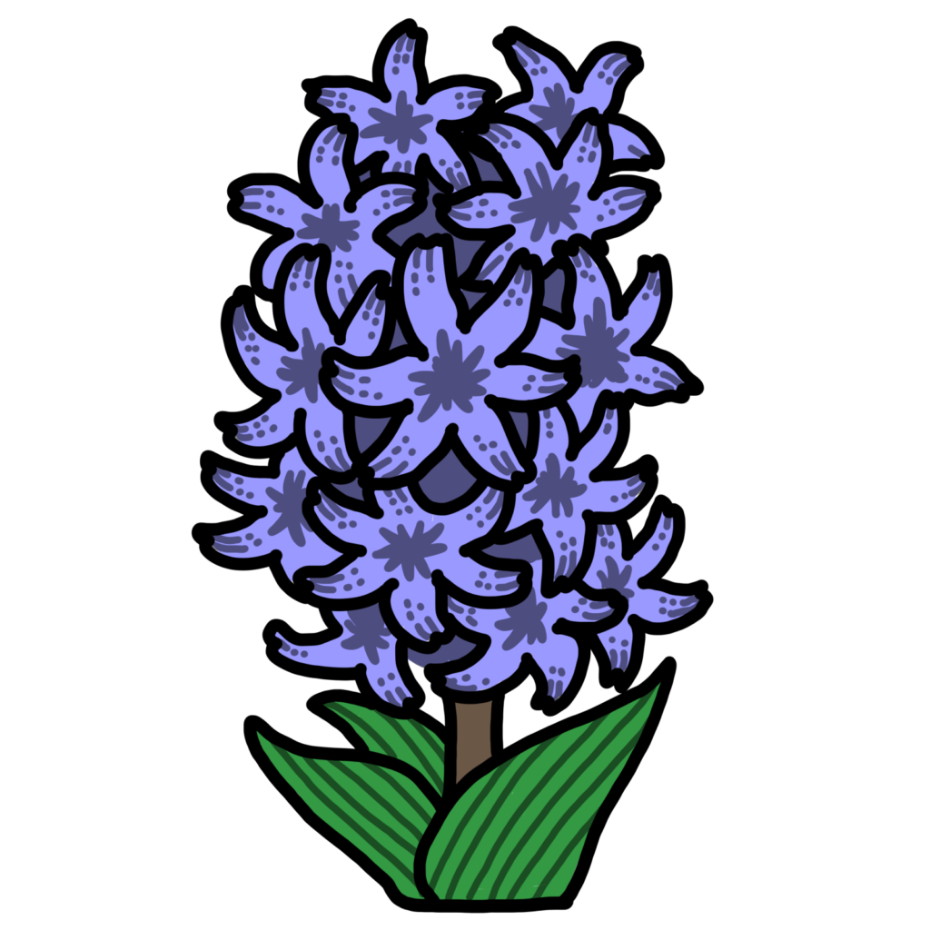 ヒヤシンス-紫色