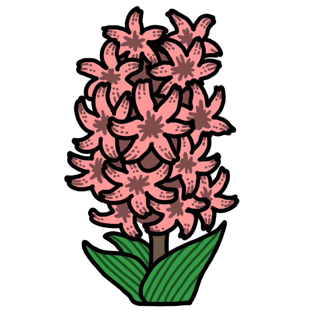 ヒヤシンス-ピンク色