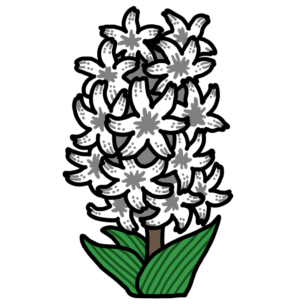 ヒヤシンス-白色