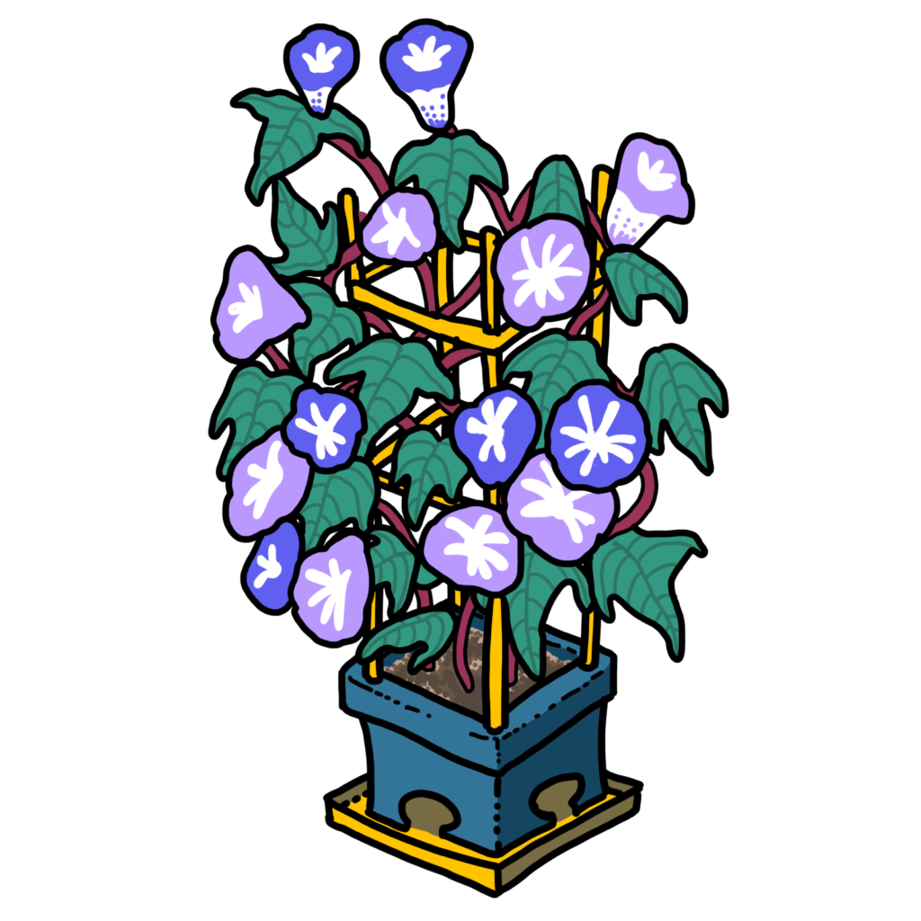 朝顔（鉢植え）